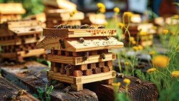 Ruche pour abeilles